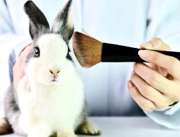 Ways to End Animal Testing of Cosmetics