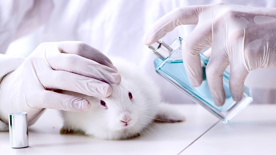 Ways to End Animal Testing of Cosmetics ~ Semillas del Oceano